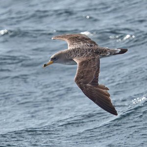 DSC05919 - Cory's Shearwater.jpeg