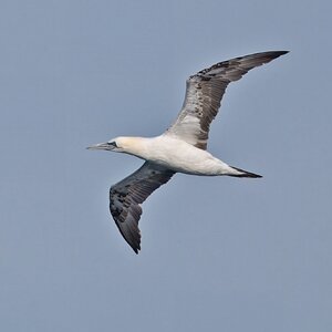 DSC06353 - Gannet flying.jpeg