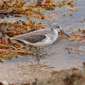 DSC07389 - Greenshank.jpeg