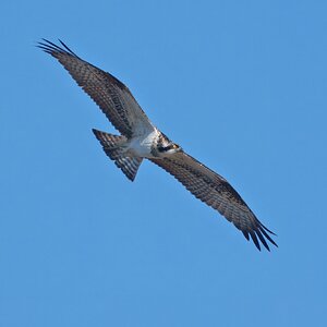 DSC09199 - Osprey.jpeg