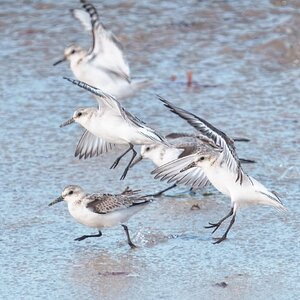 DSC09873 - Sandling.jpeg