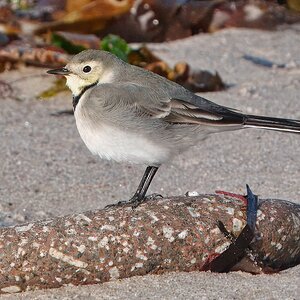 DSC00052 - White Wagtail.jpeg