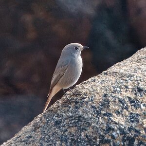 DSC01375 - Black Redstart.jpeg