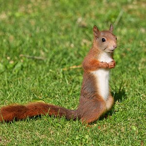 DSC01617 - Red Squirrel.jpeg