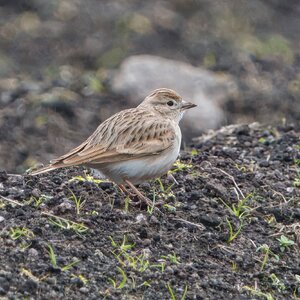 DSC07171 - Greater Short-toed lark.jpeg