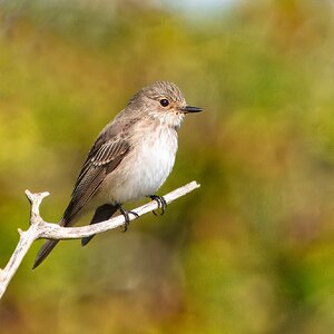 DSC08967 - Spotted Flycatcher.jpeg