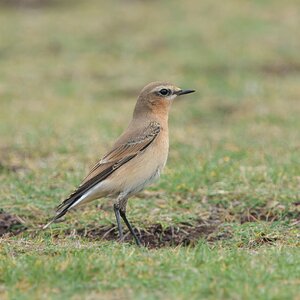 DSC09756 - Wheatear.jpeg