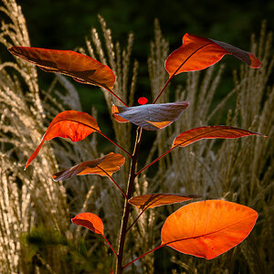 autumn  leaves -15.jpg