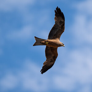 BlackKite_fullframe.jpg