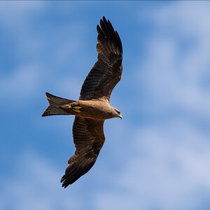 BlackKite_crop.jpg