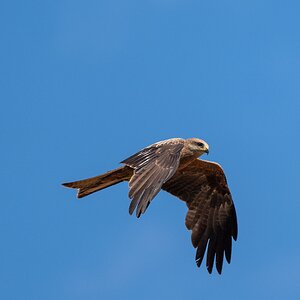 BlackKite_2k_4.jpg