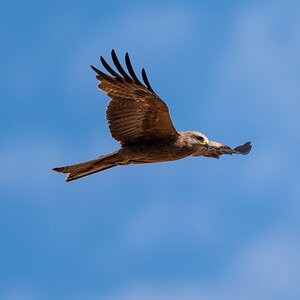 BlackKite_2k_10.jpg