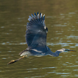 heron 2024 27.jpg