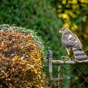 Cooper's hawk - Dad's Place - 12132020 - 01.jpg