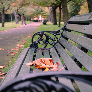 autumn greenwich park-3.jpg