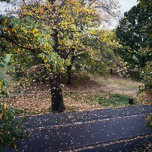 autumn greenwich park-2.jpg