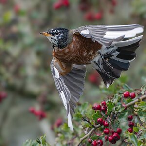 American-Robin-0612-ARW.jpg