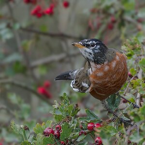 American-Robin-0608-ARW.jpg