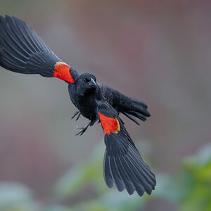 Red-winged-Blackbird-0271-ARW.jpg