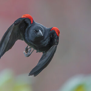 Red-winged-Blackbird-0272-ARW.jpg