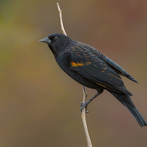 Red-winged-Blackbird-0491-ARW.jpg