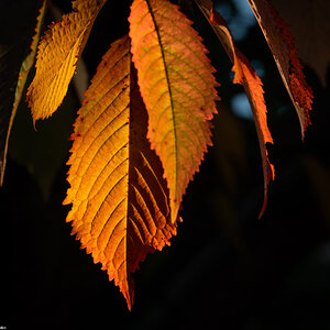 autumn leaves-18.jpg