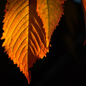 autumn leaves-23.jpg