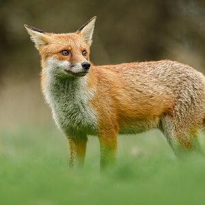 fox (1 of 1).jpg