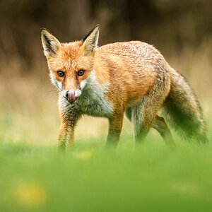 fox lick  (1 of 1).jpg