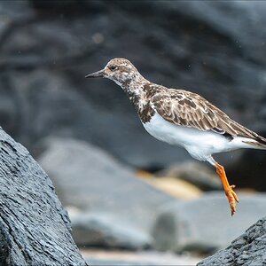 Turnstone 2-r.jpg