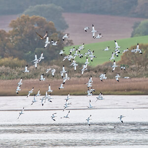 DSC07811 - Avocets + Peregrine Falcon.jpeg