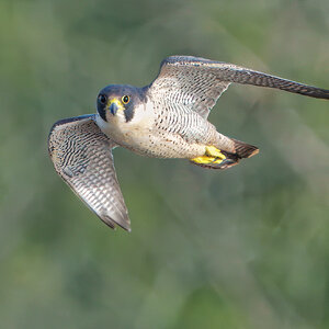 DSC08946 - Peregrine Falcon.jpeg