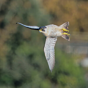 DSC08952 - Peregrine Falcon.jpeg