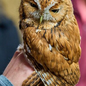 Screech Owl - Rushton Farm - 11152024 - 01.jpg