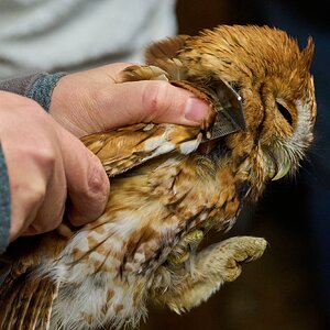 Screech Owl - Rushton Farm - 11152024 - 02.jpg