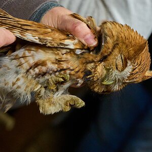 Screech Owl - Rushton Farm - 11152024 - 03.jpg