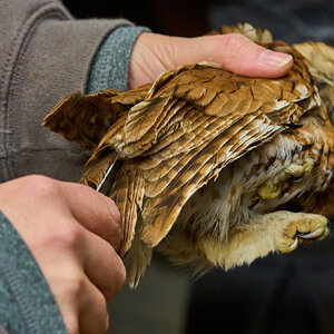 Screech Owl - Rushton Farm - 11152024 - 04.jpg