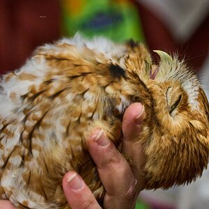 Screech Owl - Rushton Farm - 11152024 - 05.jpg