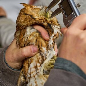 Screech Owl - Rushton Farm - 11152024 - 06.jpg