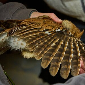 Screech Owl - Rushton Farm - 11152024 - 07.jpg