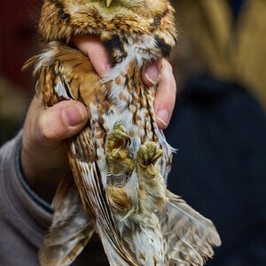 Screech Owl - Rushton Farm - 11152024 - 09.jpg