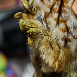 Screech Owl - Rushton Farm - 11152024 - 10.jpg