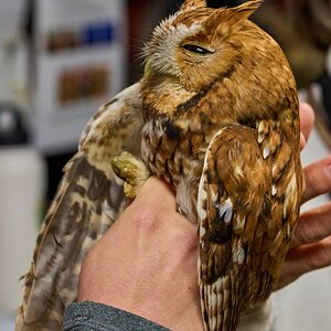 Screech Owl - Rushton Farm - 11152024 - 11.jpg