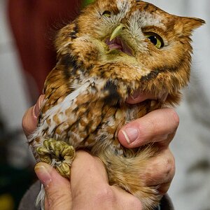 Screech Owl - Rushton Farm - 11152024 - 12.jpg