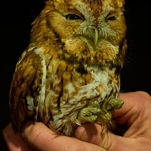 Screech Owl - Rushton Farm - 11152024 - 13.jpg