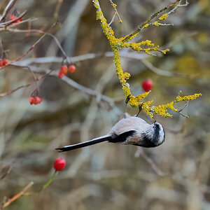 long tailed tit 2024 9.jpg