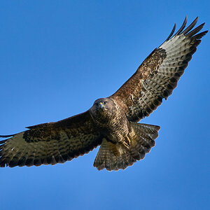 buzzard 2024 47.jpg