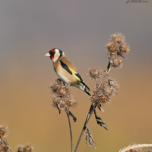 goldfinch 2024.jpg