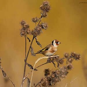 goldfinch  2024.jpg