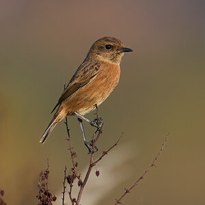 stonechat  2024.jpg